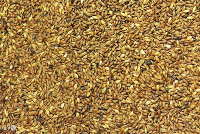 小麦价格最新行情:各地不同价位参考,每吨上涨60元!