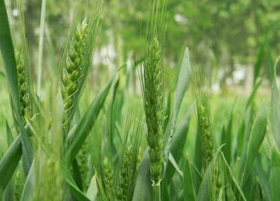 南阳市有机小麦专业种植