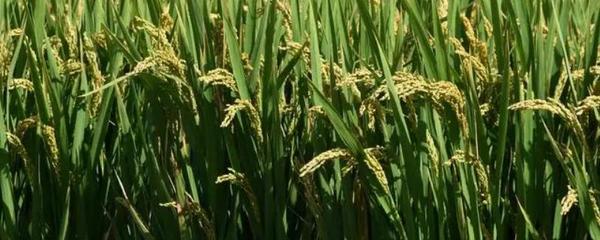 水稻是经济作物吗,水稻种植方法