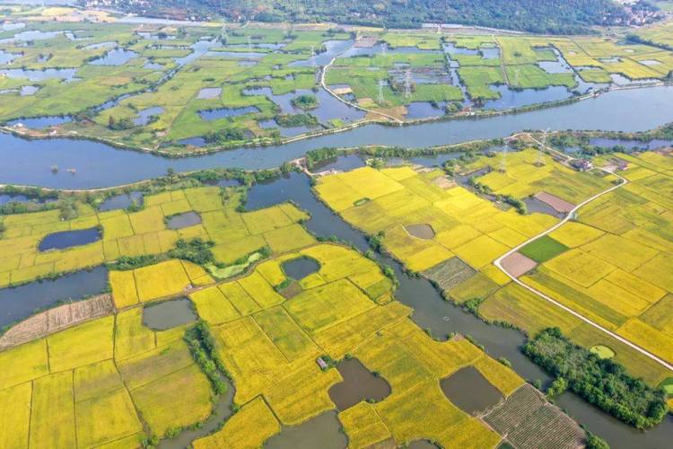 金秋十月,田野里一派谷物成熟景象,15万亩"芜湖大米"也陆续迎来成熟和