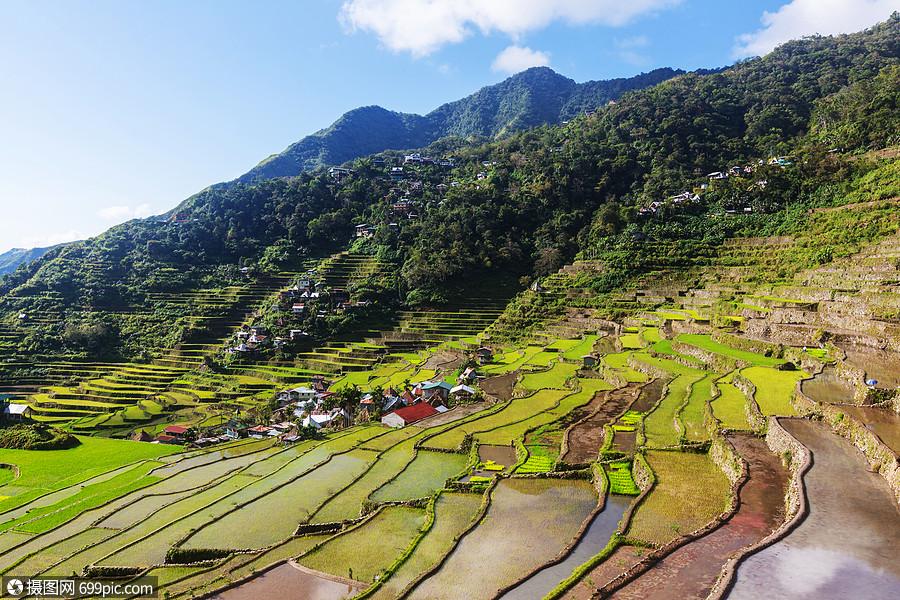菲律宾美丽的绿色水稻梯田吕宋岛的水稻种植谷类食品场景